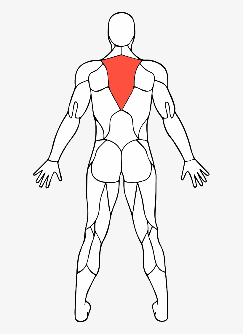 Middleback, transparent png download