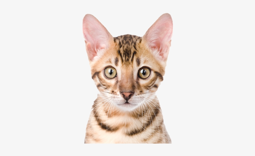 Gatos Graciosos Png, transparent png download