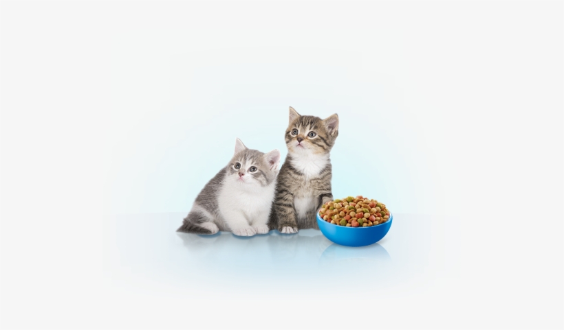 Los Gatitos Necesitan Un Aporte Mayor De Proteínas - Cat, transparent png download