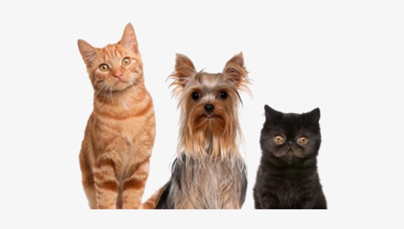 El Que Tenga Oídos Que Oiga - Dogs And Cats, transparent png download