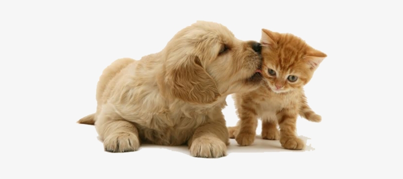 Você Sabia Que Existe Pediatria Para Cães E Gatos - Kitten Golden Retrievers, transparent png download