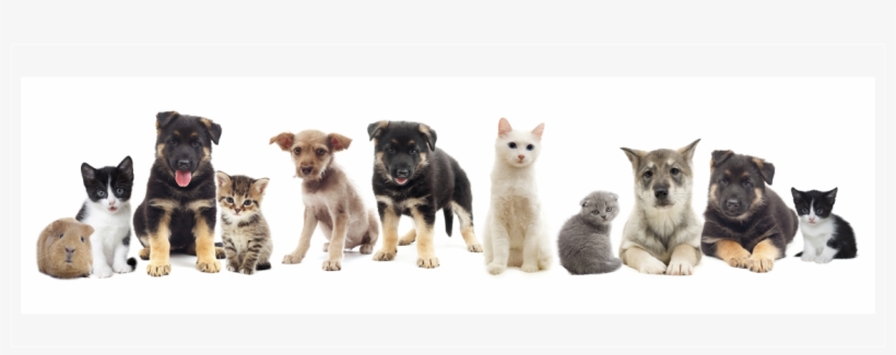 Perros Y Gatos Png - Kitten, transparent png download