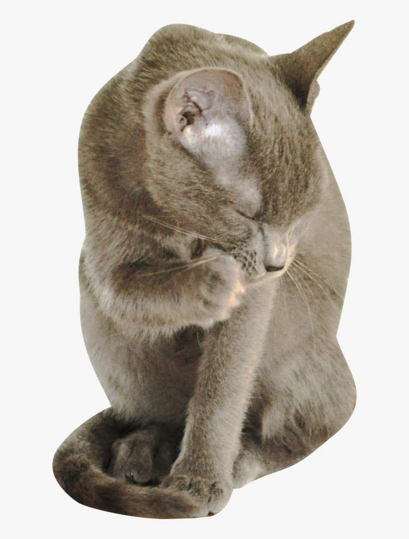 Free Digital Kitten Png - Cat, transparent png download