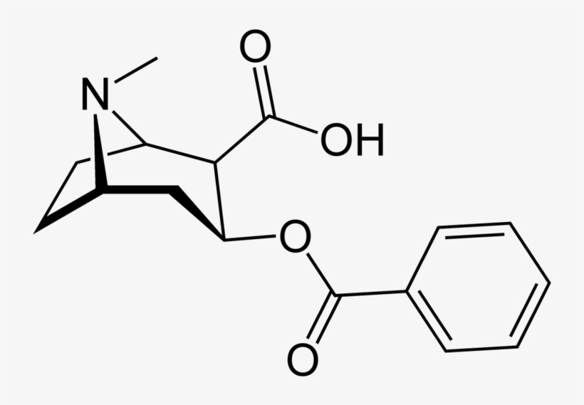 Benzoylmethylecgonine Or Cocaine - Diaminopropionic Acid, transparent png download