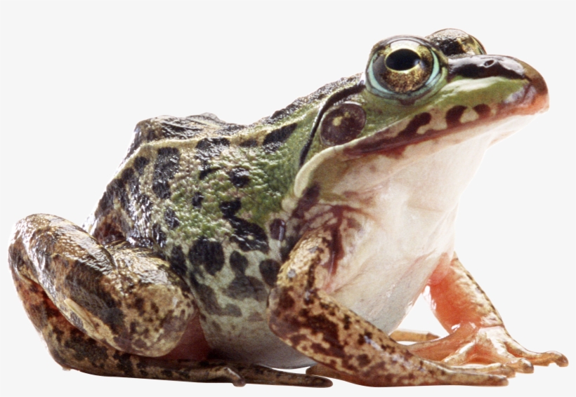 Bullfrog Png, transparent png download