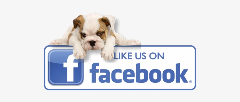 Like Bvc On Fb - Design Design Bulldog Puppy Thank You Note Cards 20, transparent png download