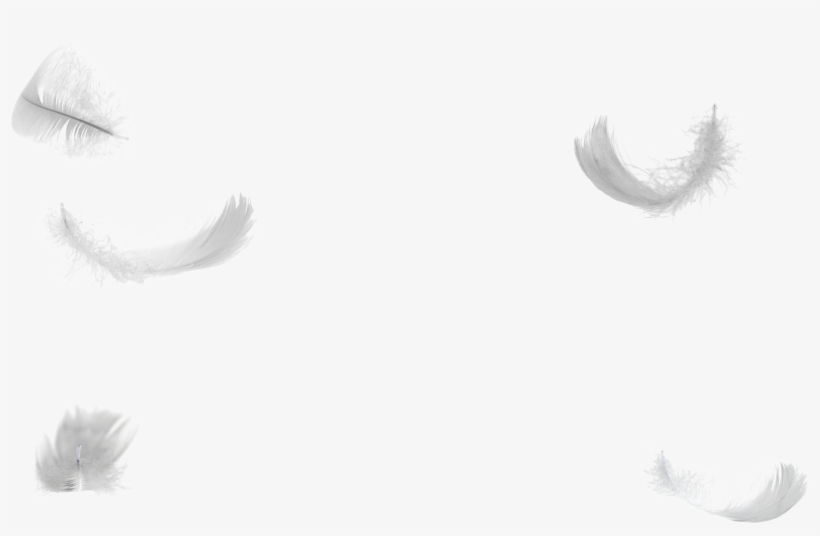 White Feather Wing Down Feather Tail - Wallpaper, transparent png download