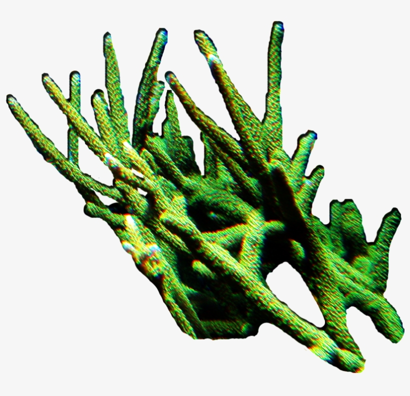 Photo Coral - Grass, transparent png download