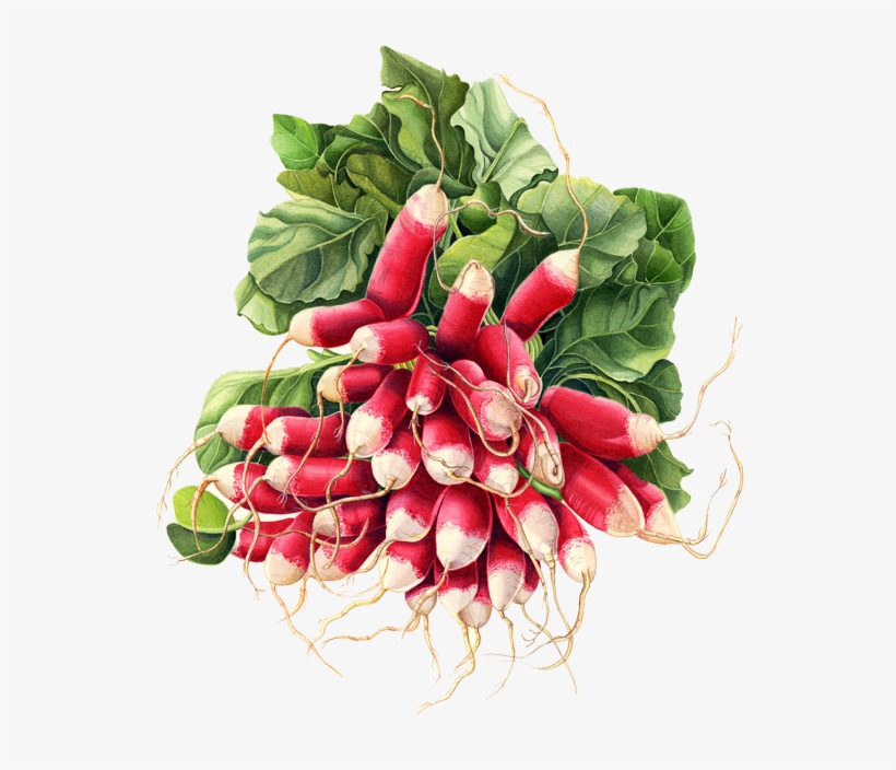 Botanical Illustration, transparent png download