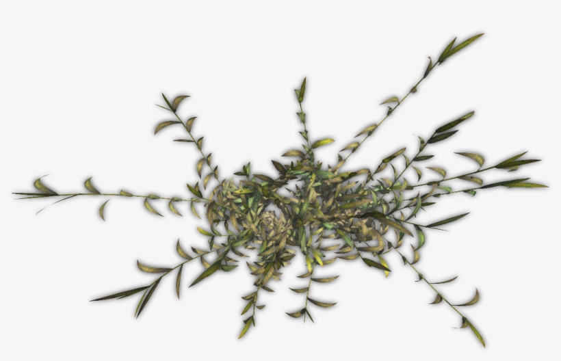 Free Icons Png - Hornwort, transparent png download