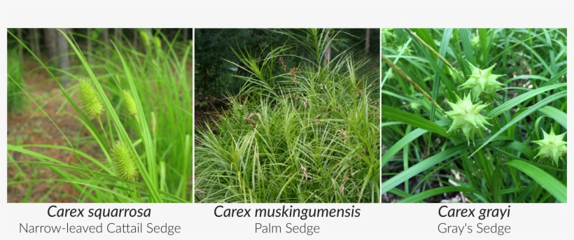 Stricta Forms Dense Tussocks Under Wet Conditions - Sedges Plants, transparent png download