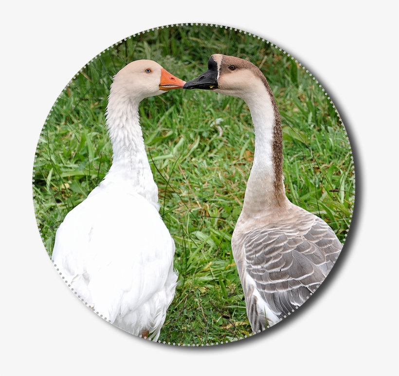 Geese, Png, Animals, Poultry, Isolated, Nature, Bird - Goose, transparent png download