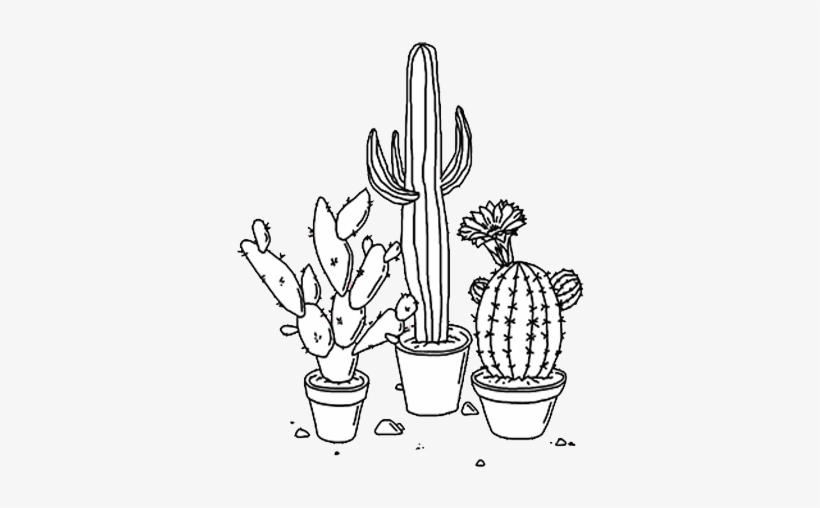 Cactus, Png, And Edit Image - Cactus Transparent, transparent png download
