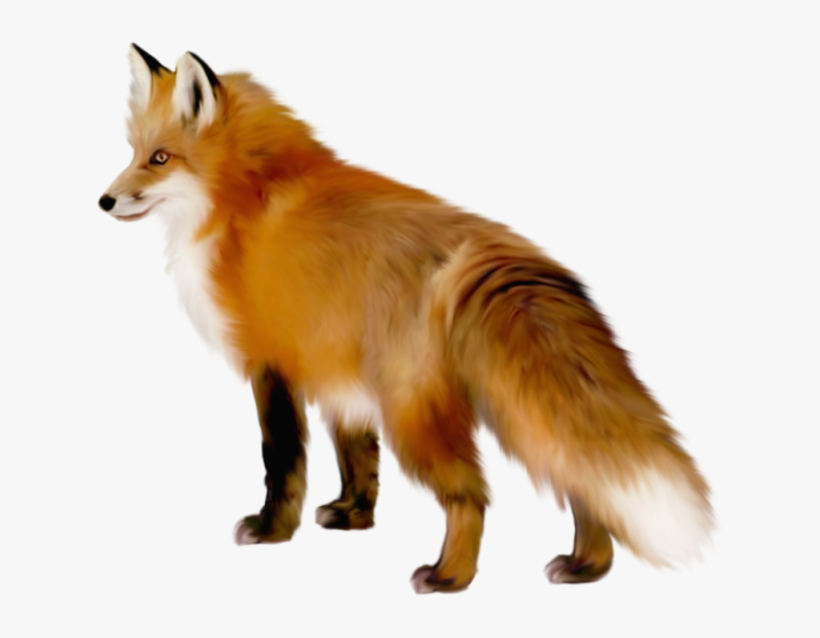 Red Fox Png Free Download - Fox Transparent, transparent png download