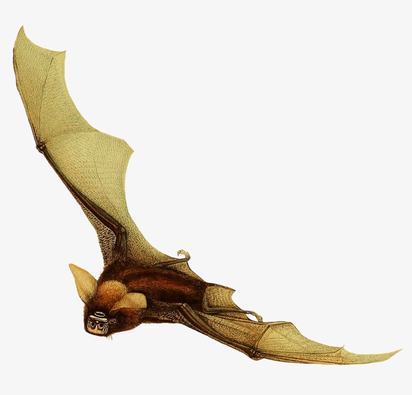Timor Bat Clipart - Illustration, transparent png download