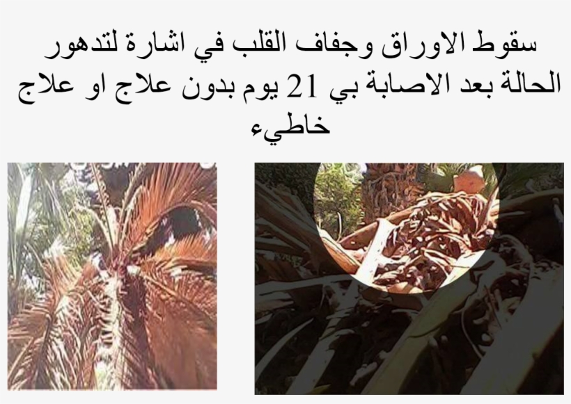 Cycas Revoluta Rust - Attalea Speciosa, transparent png download