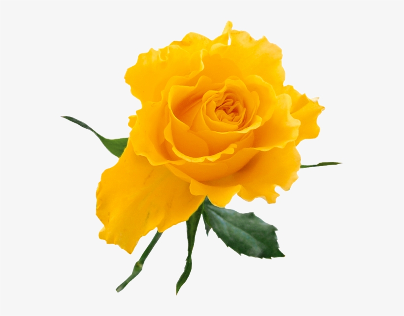 Yellow Rose Clip Art - Yellow Rose Flower Png, transparent png download