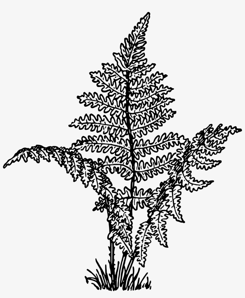 This Free Icons Png Design Of Fern 2, transparent png download