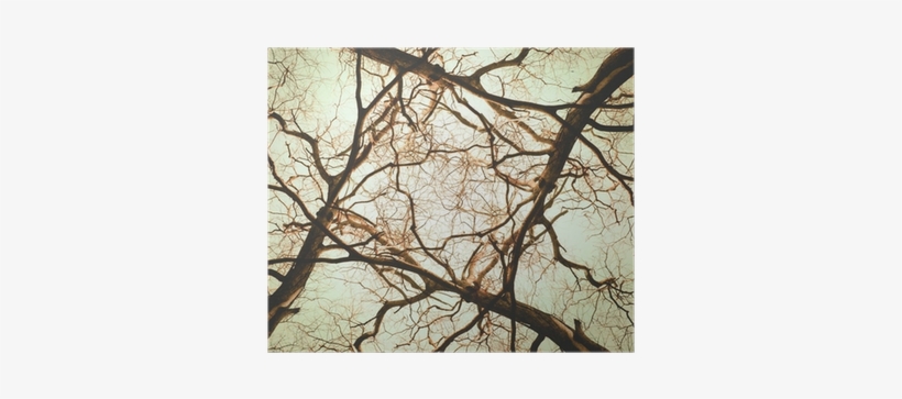 Tree, transparent png download