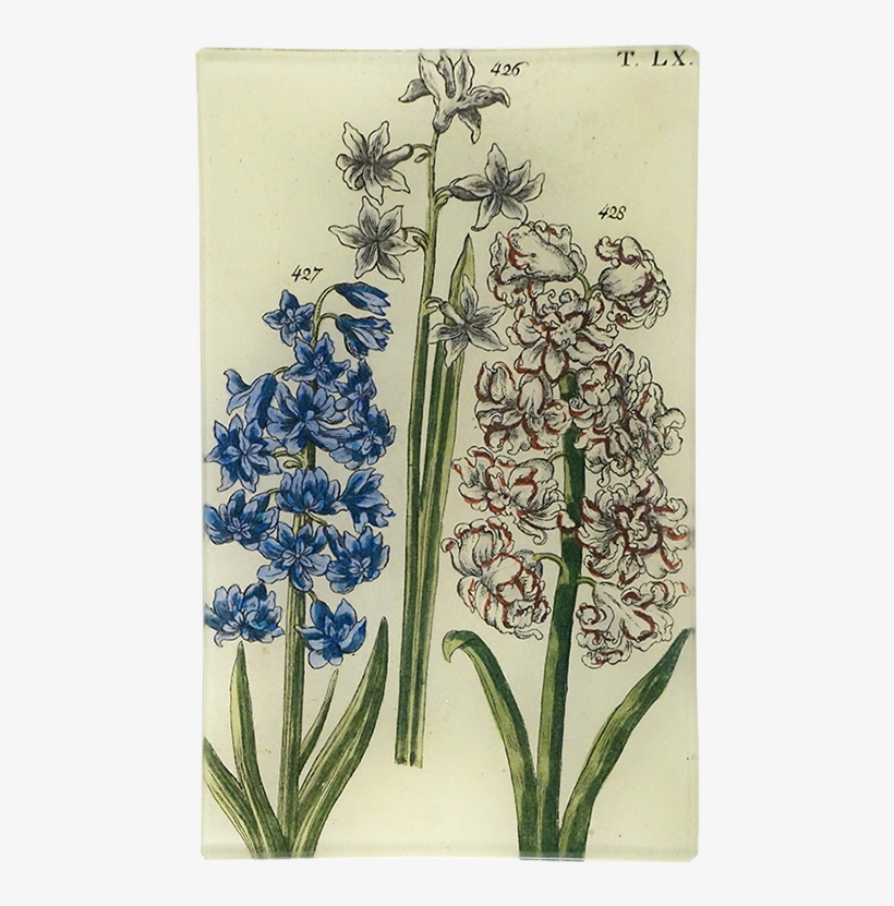 Flower, transparent png download