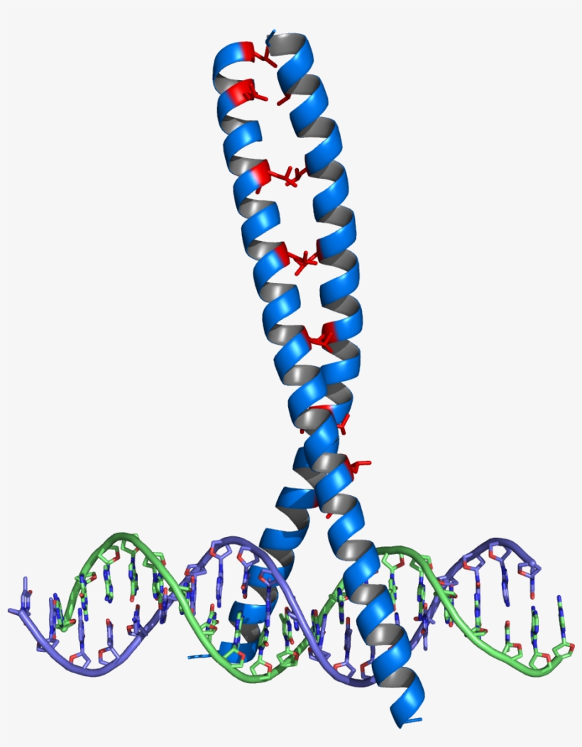Leucine Zipper - Suwak Leucynowy, transparent png download