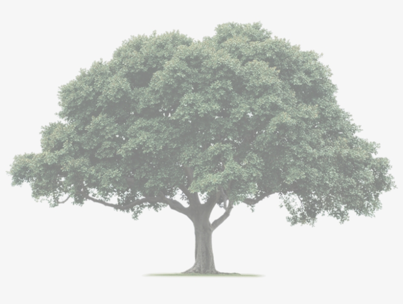 Original Size Is 2000 × 1082 Pixels - Tree Importance In Hindi, transparent png download