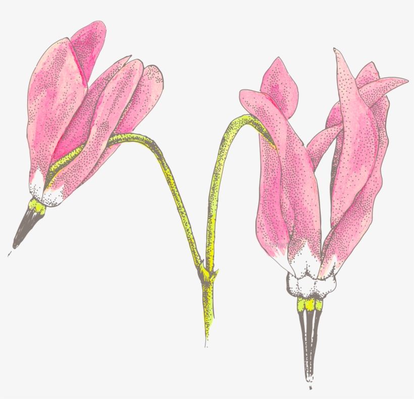 Watercolor Shooting Star H2omk - Shooting Stars, transparent png download