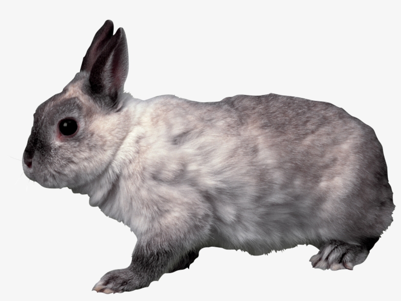 Rabbit Png Rabbit Png, School Projects, Bunnies, Clip - Rabbit Transparent, transparent png download