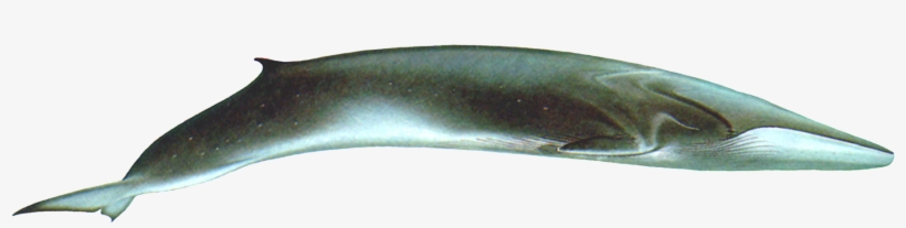 Whale Png Transparent Images Pictures Photos Png Arts - Bowie Knife, transparent png download