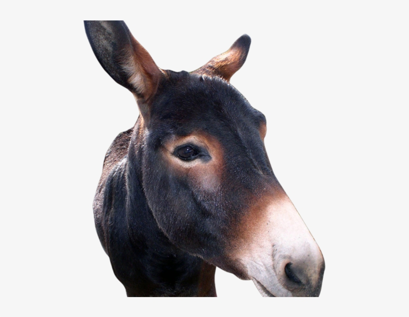 Donkeys On The Loose In Huron County - Huron County, Ohio, transparent png download