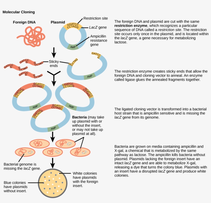 Popular Images - Explain The Process Of Gene Cloning, transparent png download
