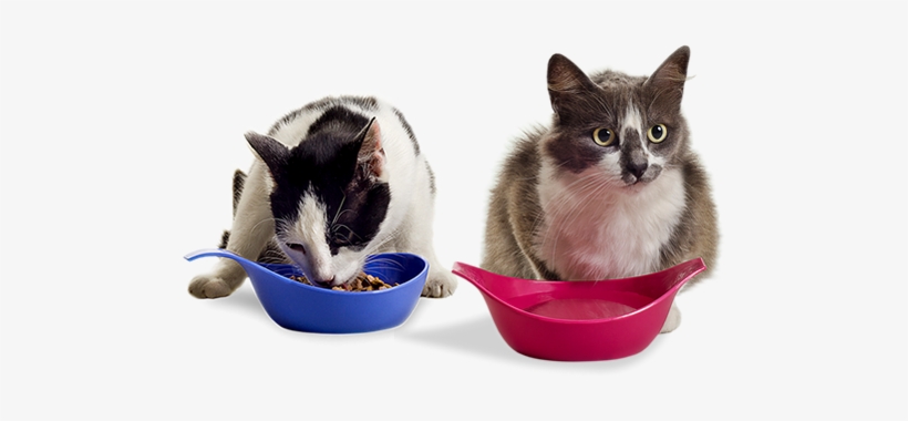 Potes Para Gatos - Produtos Para Gatos, transparent png download