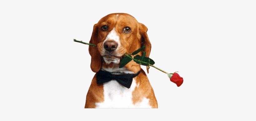 Gatos Y Perros Png - Piesek Z Różą, transparent png download