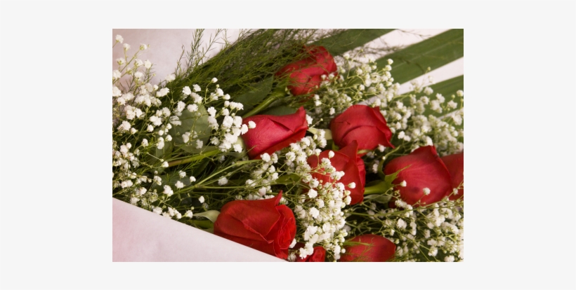 Rose, transparent png download