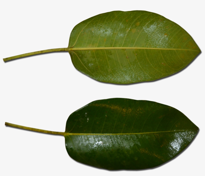 Atherton Rock Fig Leaf - Atherton, transparent png download