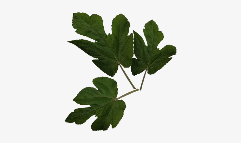 Maple Leaf, transparent png download