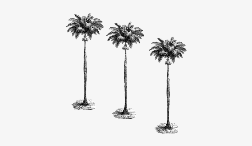 Chimpanski - Wein Chimpanski - Wein - Yvonne Ellen Tropical Giraffes Tea Towel, transparent png download