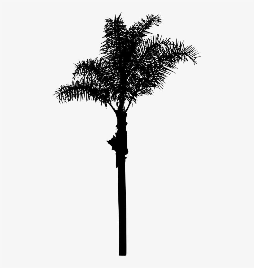 Free Png Palm Tree Png Images Transparent - Portable Network Graphics, transparent png download