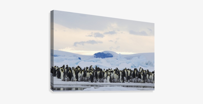 Emperor Penguin Rookery, Snow Hill Island, Antarctica - Supplier Generic Emperor Penguin (aptenodytes Forsteri), transparent png download