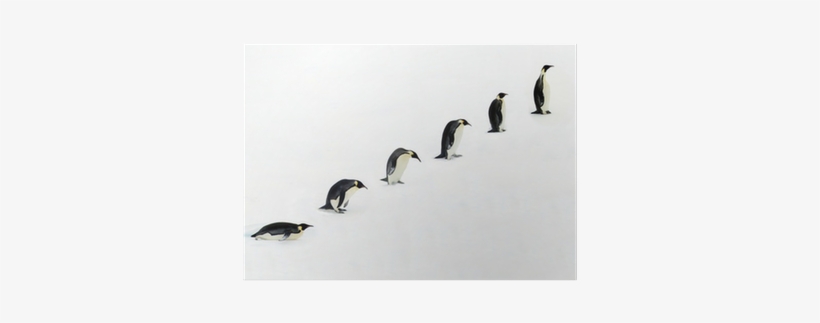 Penguin Evolution, transparent png download