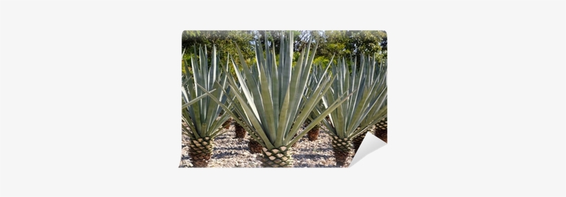 Clip Freeuse Stock Tequilana For Mexican Liquor - Tequila Liquor Plant, transparent png download