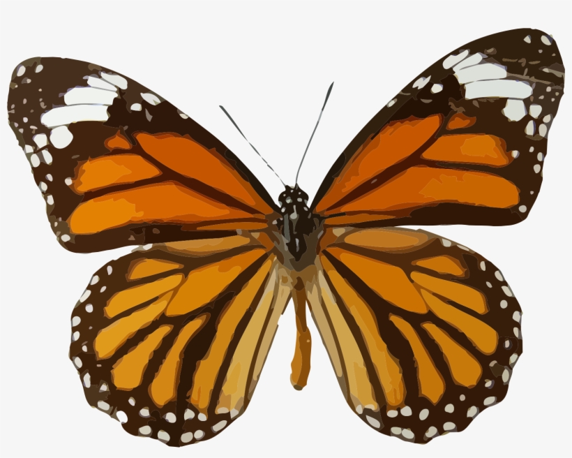 Big Image - Butterfly Brown And Orange, transparent png download