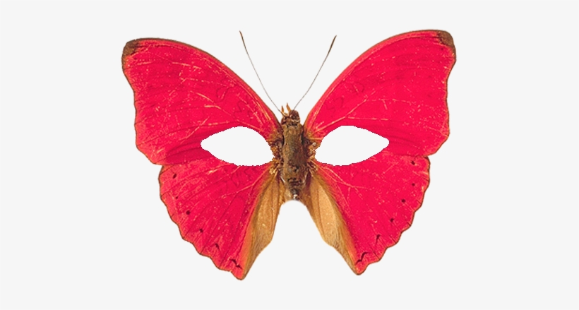 Red Butterflies Transparent Background, transparent png download