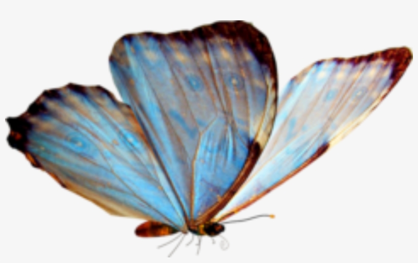 Cropped Cropped Borboleta E1496807705501 - Lycaenid, transparent png download