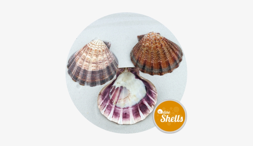 Lion - Scallop, transparent png download