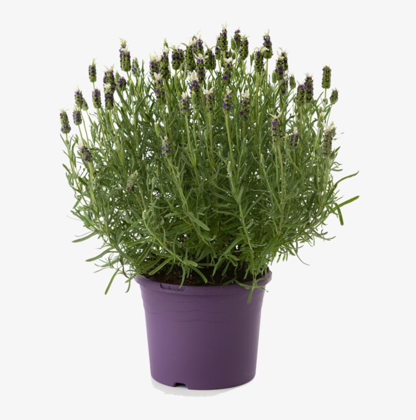 Lavender Plant - Lavender, transparent png download