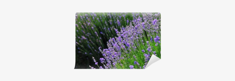 English Lavender, transparent png download