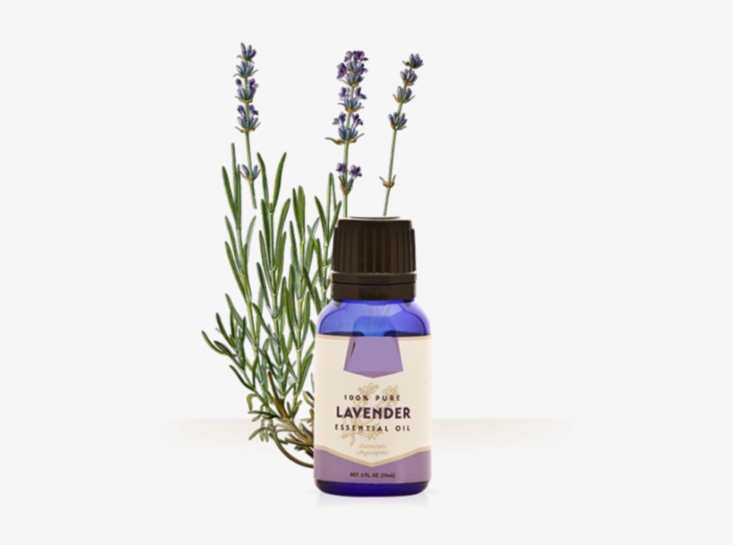 Lavender Oil - Fine Lavender Essential Oil Organic 10ml Florame, transparent png download