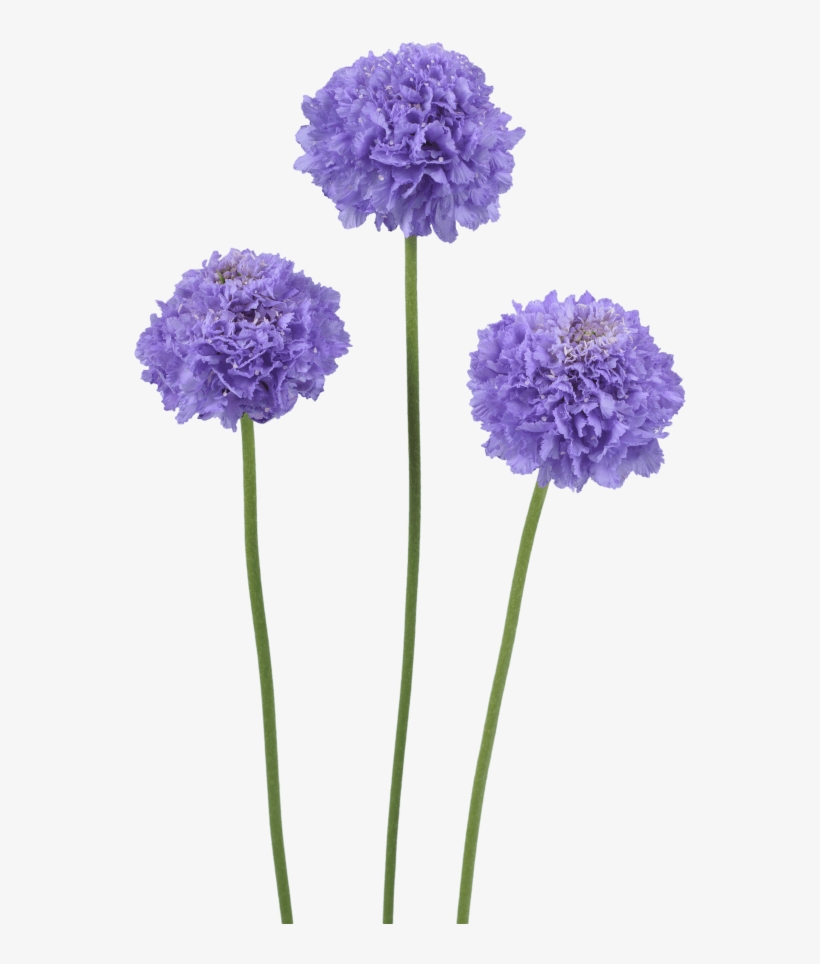 Registered Customers Only - Pincushion Flower, transparent png download