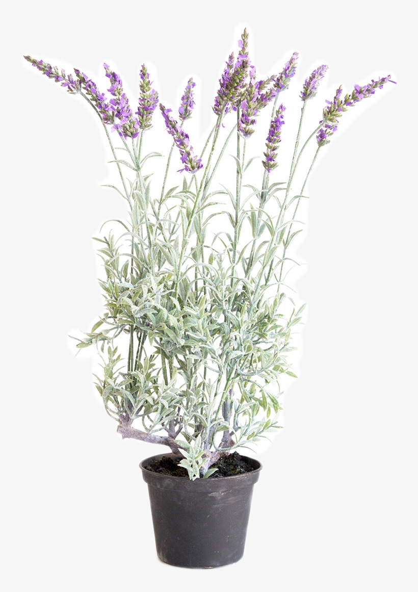 French Lavender, transparent png download